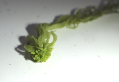 Sphagnum flexuosum