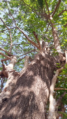 Terminalia paniculata