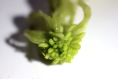Sphagnum flexuosum