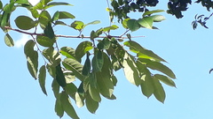 Terminalia paniculata