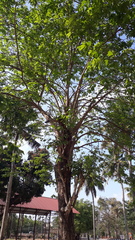 Terminalia paniculata