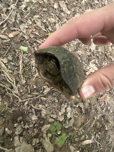 Sternotherus odoratus