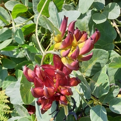 Mucuna coriacea