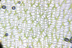 Sphagnum flexuosum