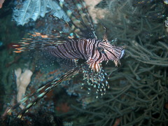 Pterois volitans