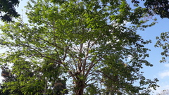 Terminalia paniculata