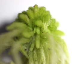 Sphagnum flexuosum