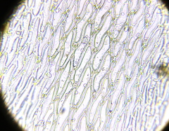 Sphagnum flexuosum