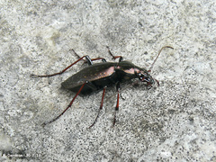 Carabus creutzeri baldensis