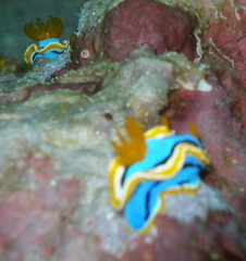 Chromodoris annae