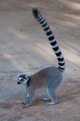 Lemur catta