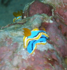 Chromodoris annae