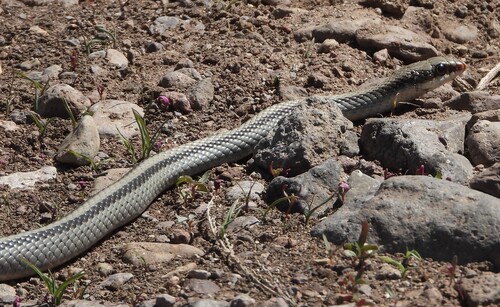 Mountain Patch-nosed Snake