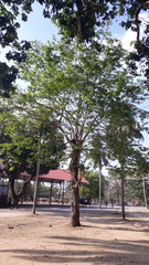 Terminalia paniculata