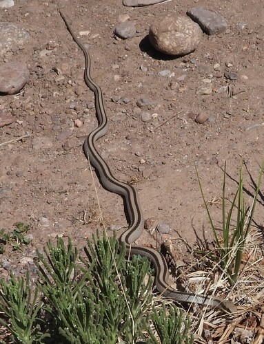 Mountain Patch-nosed Snake