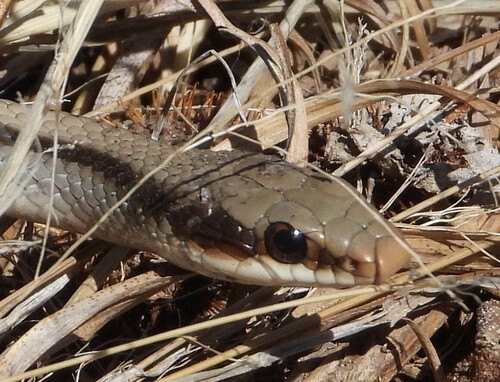 Mountain Patch-nosed Snake