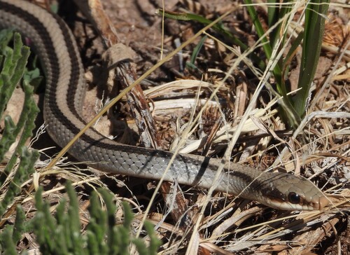 Mountain Patch-nosed Snake