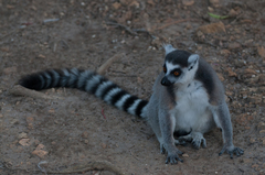 Lemur catta