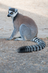 Lemur catta