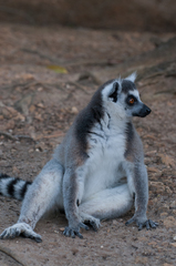 Lemur catta