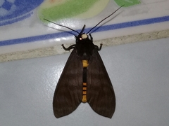 Pachydota