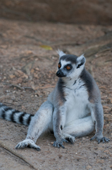Lemur catta