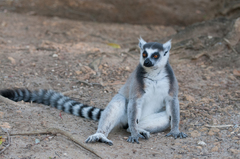 Lemur catta