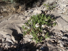 Ambrosia ilicifolia
