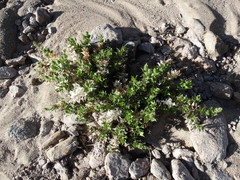 Ambrosia ilicifolia