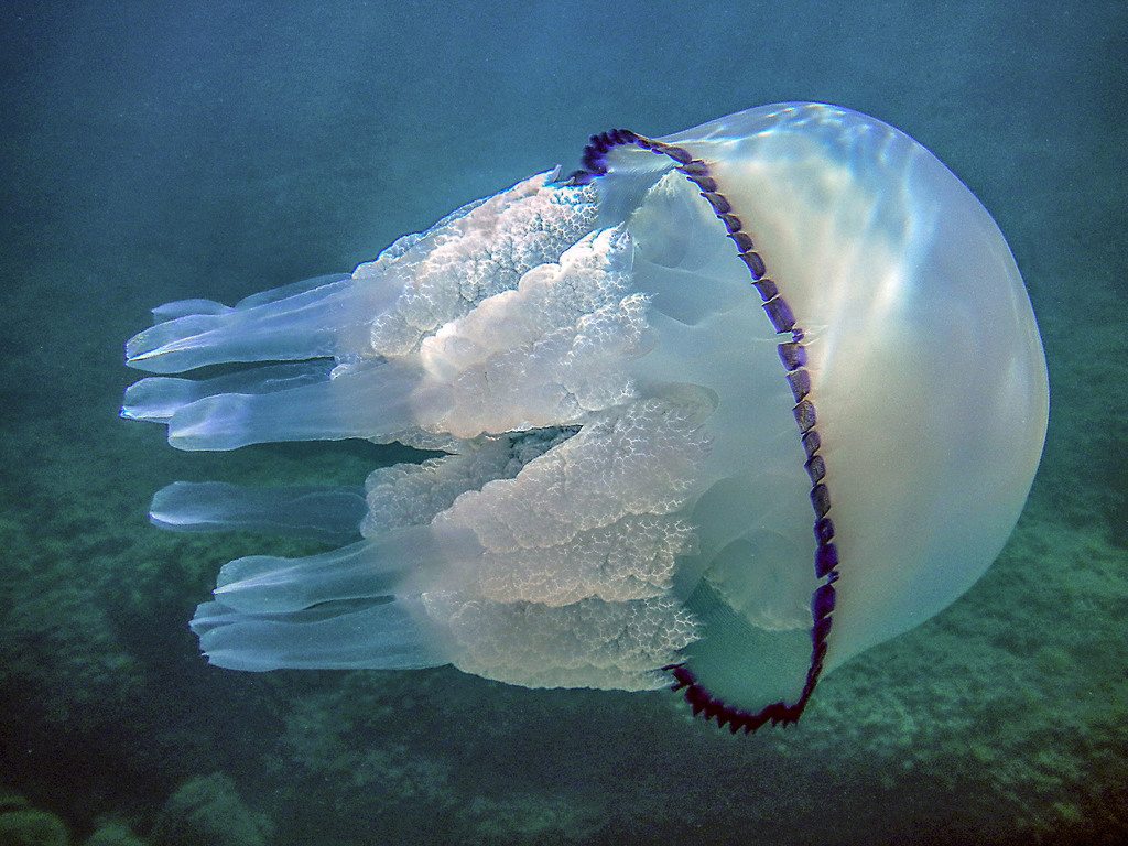 Barrel Jelly (Οδηγός Πεδίου για τις Μέδουσες) · iNaturalist