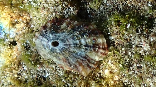 Fissurella emmanuelae