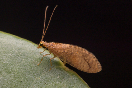Micromus timidus observed 2026-04-24