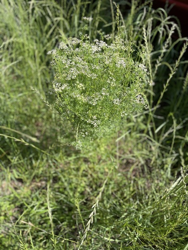 Chinese-parsley