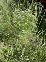 Coriandrum sativum, photograph author not stated, no rights reserved
