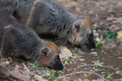 Eulemur rufifrons