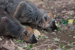 Eulemur rufifrons