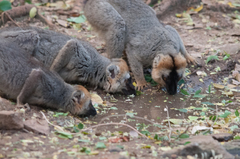 Eulemur rufifrons