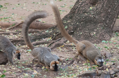 Eulemur rufifrons