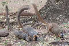 Eulemur rufifrons