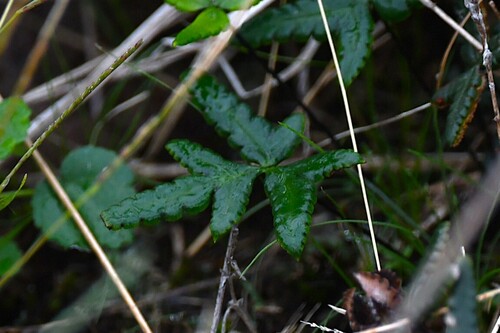Doryopteris triphylla