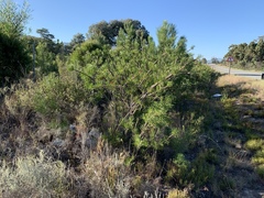 Melaleuca linearis linearis