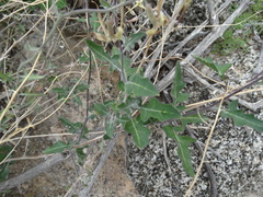 Lyrocarpa coulteri