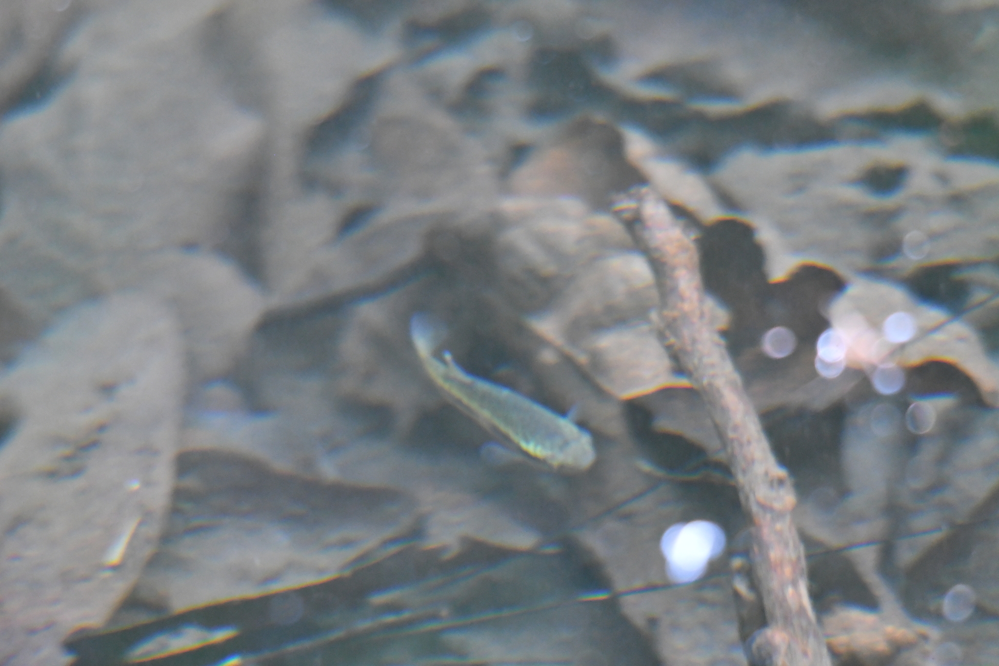Profundulus punctatus