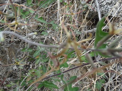 Lyrocarpa coulteri