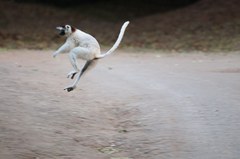 Verreaux's Sifaka photo 5