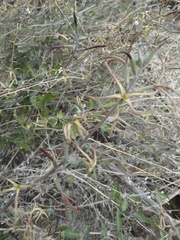 Lyrocarpa coulteri