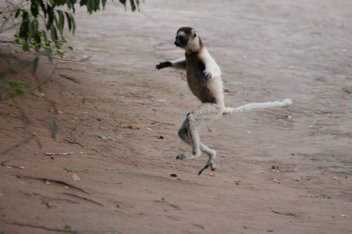 Verreaux's Sifaka
