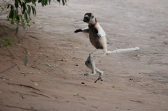 Verreaux's Sifaka photo 4