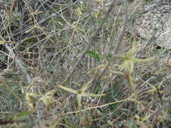 Lyrocarpa coulteri