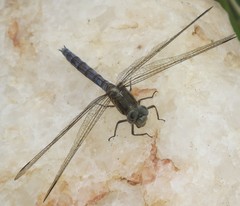 Orthetrum chrysostigma